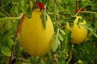 西安吃瓜群,揭秘城市生活百态的“瓜田”