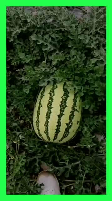 每日吃瓜地址多少,揭秘你的瓜果生活