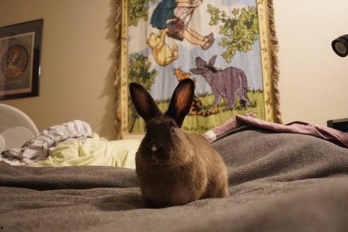 吃瓜兔子夜光,揭秘神秘生物的奇幻之旅