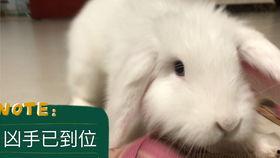 吃瓜兔子夜光,揭秘神秘生物的奇幻之旅