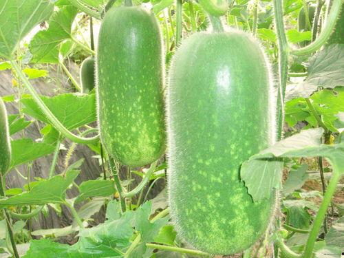 安吉吃瓜视频大全,揭秘娱乐圈幕后趣闻