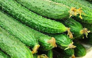 吃瓜黄瓜寒凉,寒凉黄瓜的养生之道