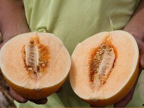 吃瓜超级快,一网打尽娱乐圈新鲜事