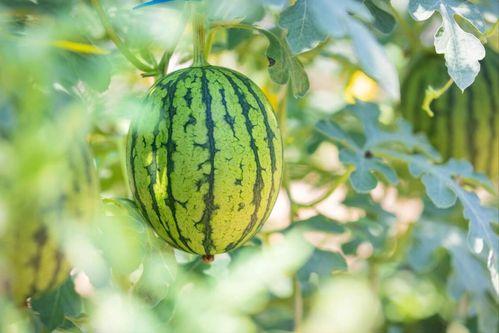 白梅瓜怎么吃最好,解锁美味新境界