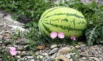 苏州吃瓜,探寻这座古城的“吃瓜”风情