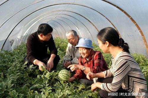新疆博乐吃瓜社区,瓜香四溢的社区生活画卷