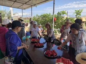 新疆博乐吃瓜社区,瓜香四溢的社区生活画卷