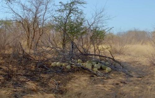 大型校园吃瓜,揭秘大型校园吃瓜盛况