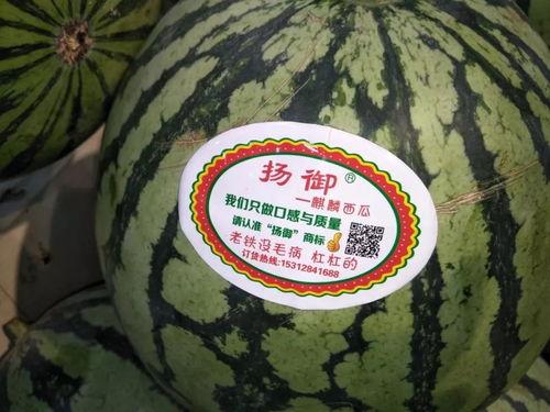 吃瓜主题玩偶,吃瓜主题玩偶萌动来袭