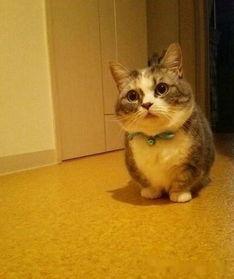 短腿猫吃瓜,短腿猫的瓜田奇遇记